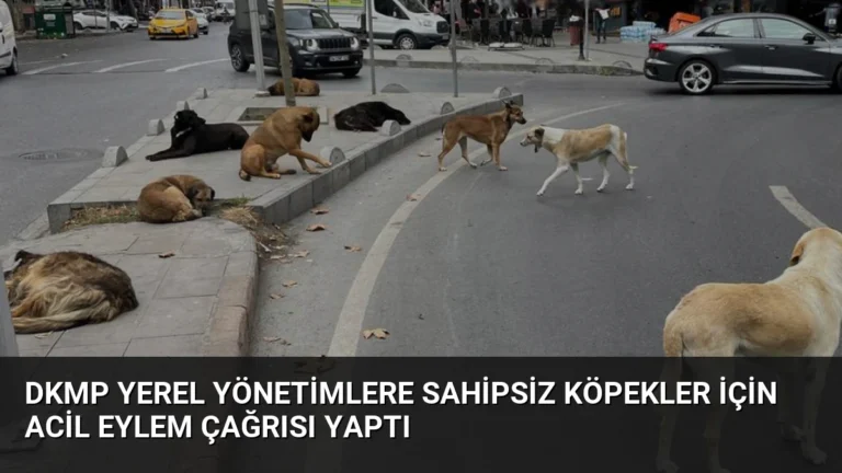 DKMP Yerel Yönetimlere Sahipsiz Köpekler İçin Acil Eylem Çağrısı Yaptı
