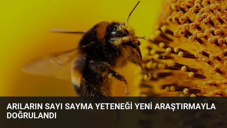 Arıların Sayı Sayma Yeteneği Yeni Araştırmayla Doğrulandı