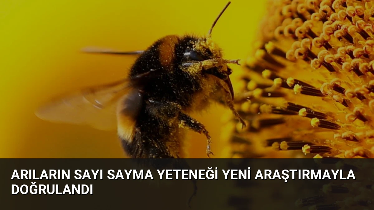 Arıların Sayı Sayma Yeteneği Yeni Araştırmayla Doğrulandı
